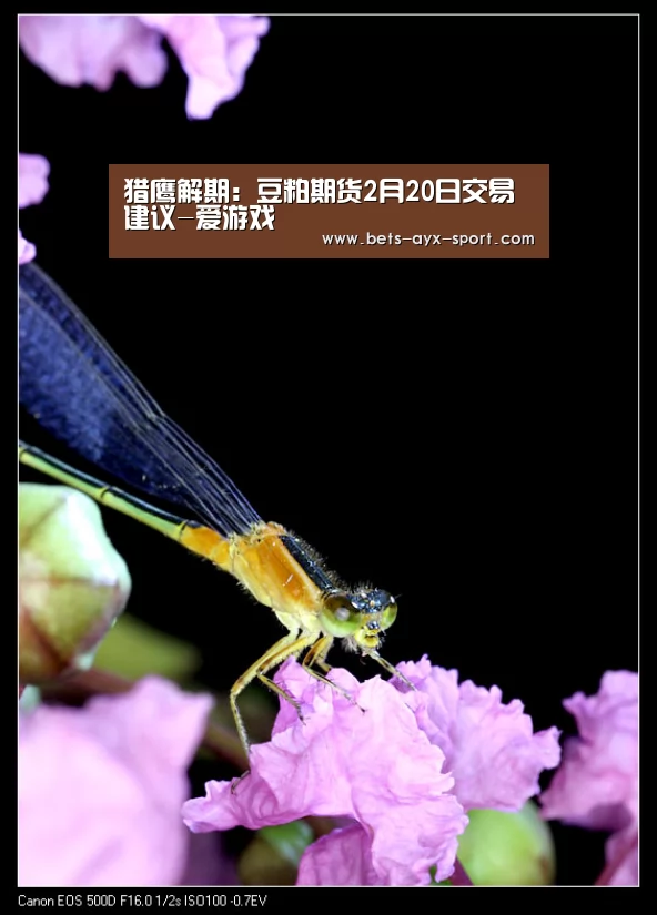 爱游戏